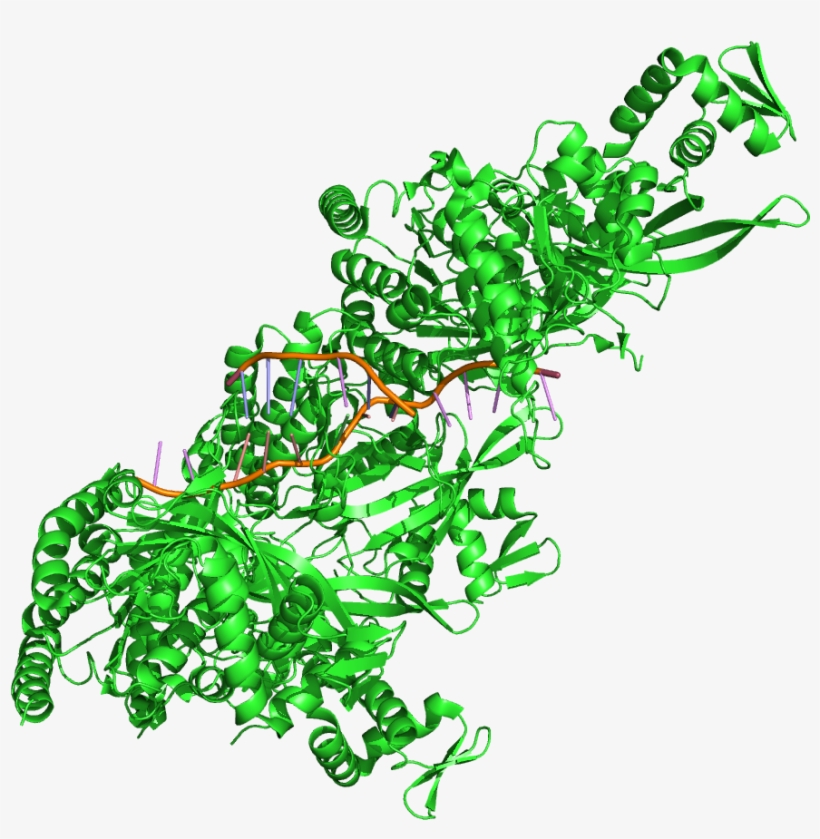 Rec A Protein Structure, transparent png