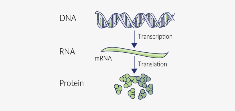 This Protein Synthesis Relies On All Sorts Of Enzymes - Dna Rna Protein ...