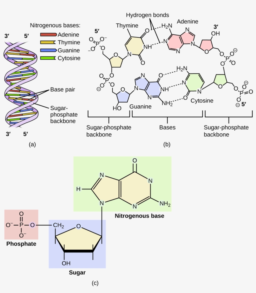 Dna Is A Double Helix Consisting Of Two Single Dna - Dna Molecule Nucleotide, transparent png