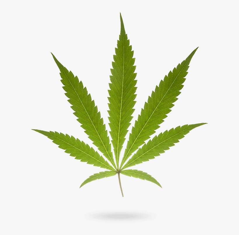 I'm Good To Go - Heres My Ribbon Cannabis Cures Cancer, transparent png