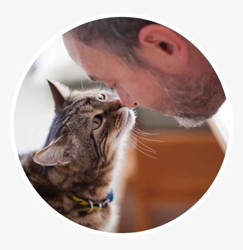 Cat Caregivers - Cat And Man Love, transparent png