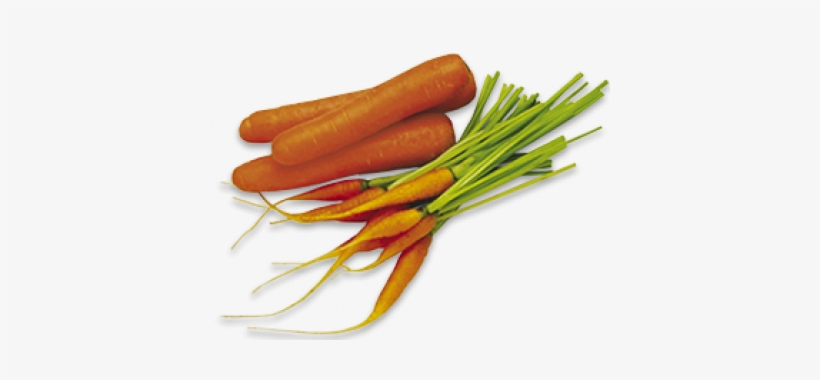 Carrots - New Zealand Vegetable Book, transparent png