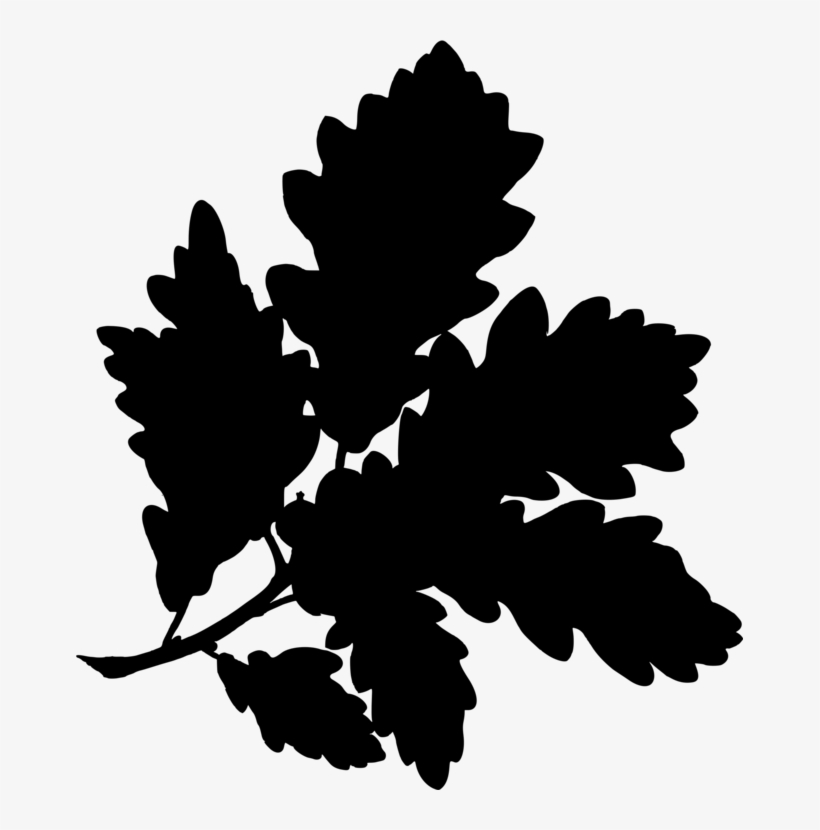 English Oak Sessile Oak Acorn Botanical Illustration - Sessile Oak Botanical Print, transparent png