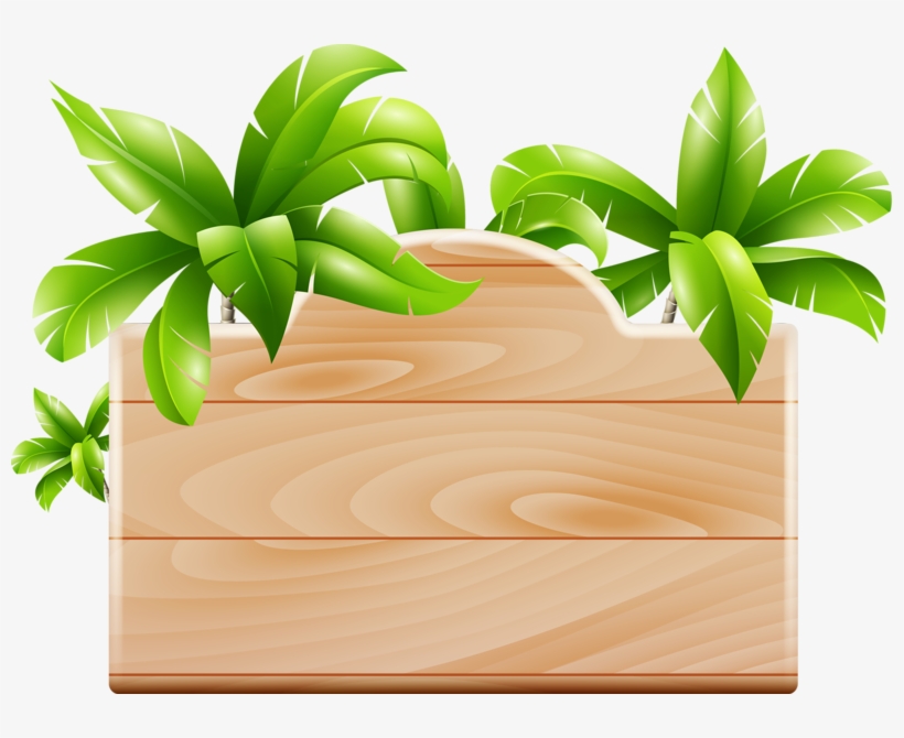 Фото, Автор Soloveika На Яндекс - Coconut Tree Design, transparent png