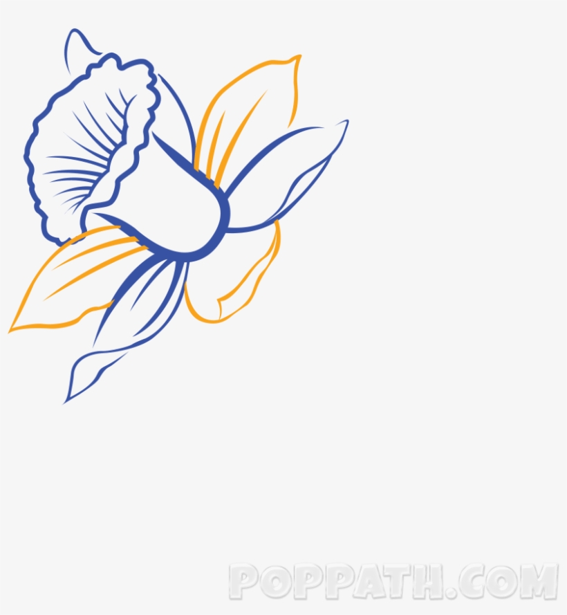 Graphic Freeuse Library Daffodils Drawing Tulip - Drawing, transparent png