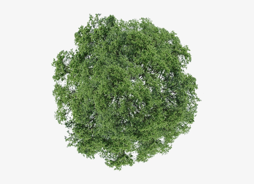 Download Transparent Png Trees Plan For Photoshop Graphic Download ...