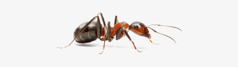 Ant Png - Fourmi De Pavé, transparent png