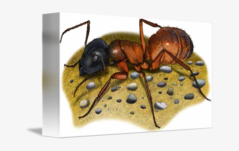 Carpenter Ant By Roger Hall - Canvas Print, transparent png