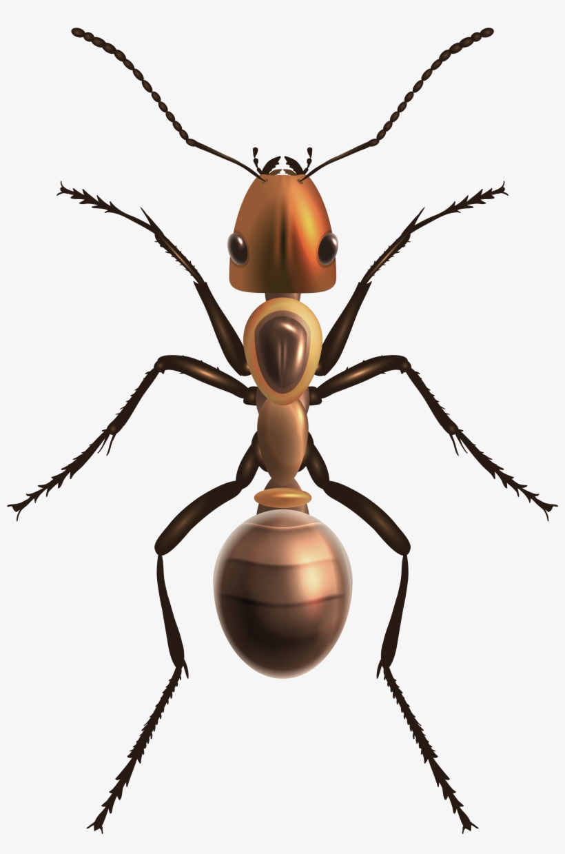 Ant Png Clip Art - Ant Png, transparent png