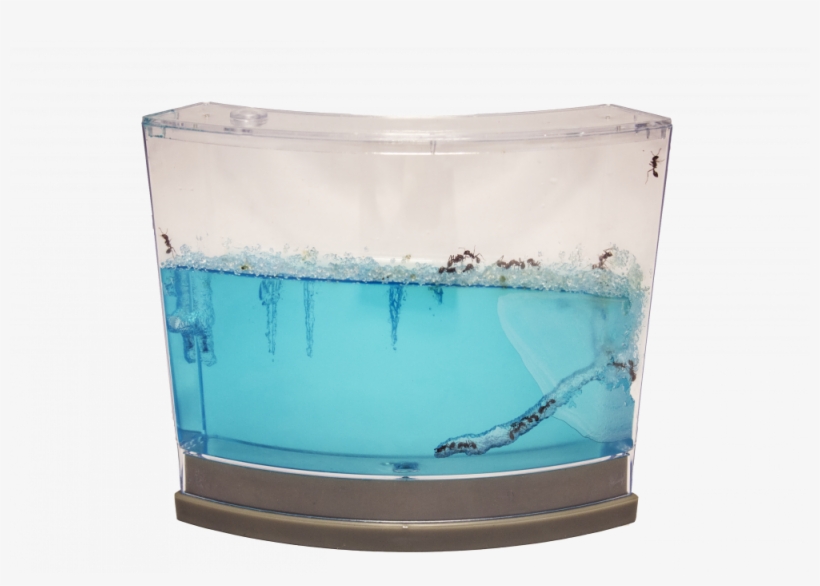 Illuminated Ant Habitat - Ant, transparent png