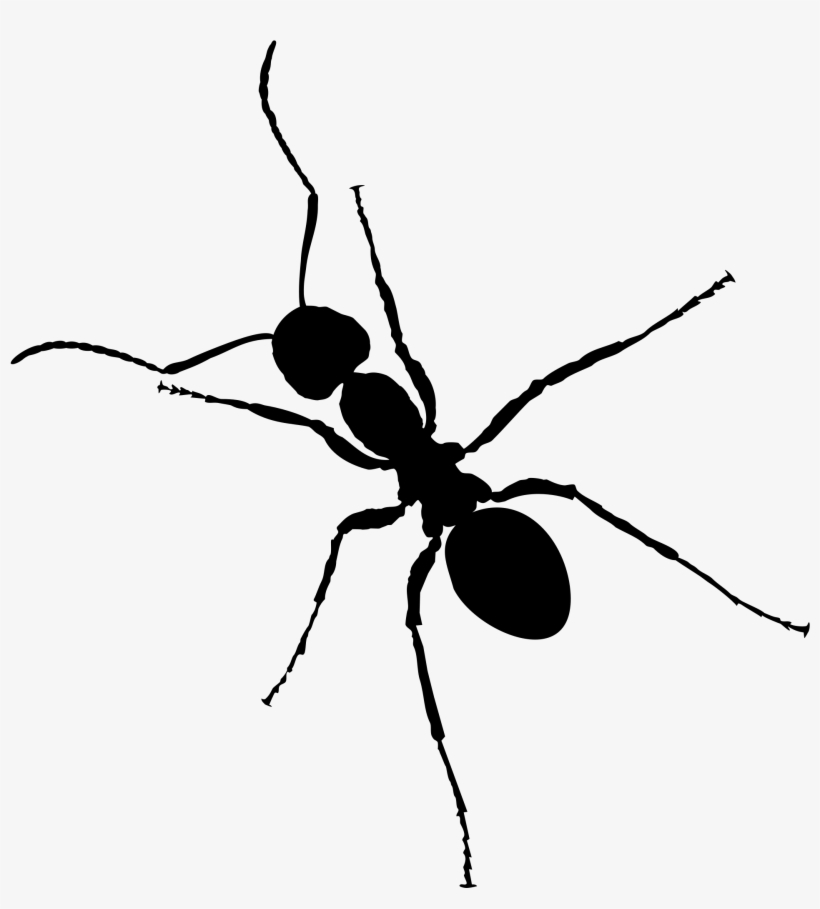 Ant Png - Ant Clipart Transparent Background, transparent png