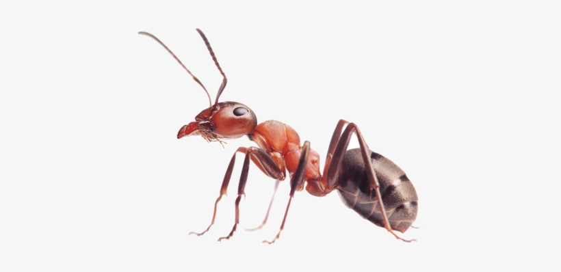 Ants Transparent Png File - Isotronic Garden Solar Powered Sonic Pack Of 6 Wave, transparent png