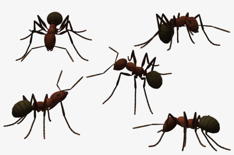 Transparent Ant Clear Png Library Download - Ants Png Transparent Background, transparent png