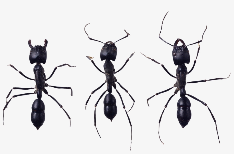 Ant, transparent png
