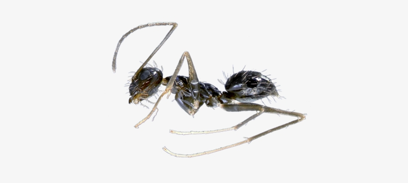 Learn About Crazy Ant Facts Hulett Pest - Carpenter Ant, transparent png