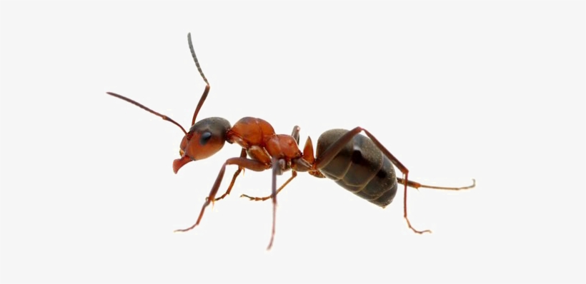 Ant Png Free Download - Ant Png, transparent png