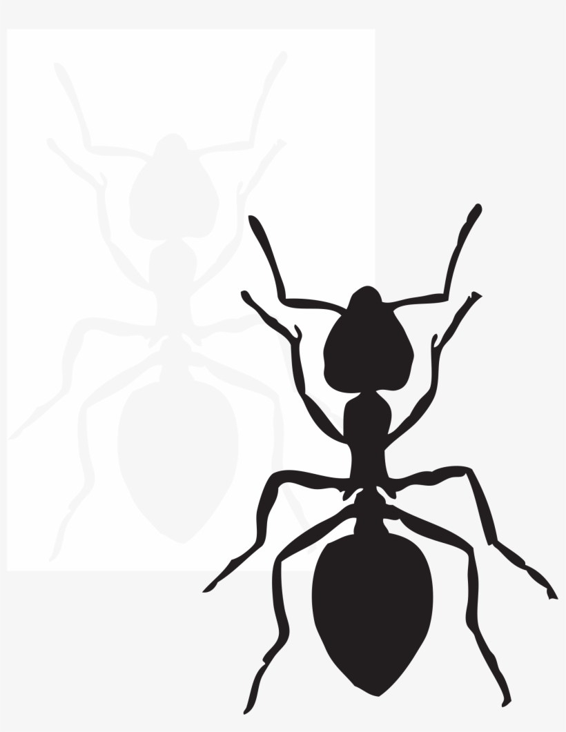 This Free Icons Png Design Of Acrobat Ant, transparent png