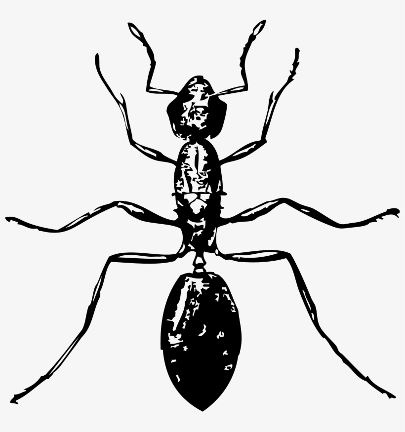 Ant 001 - Insect Black And White, transparent png