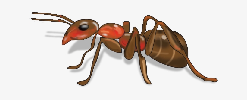 Ipad - Png Image Of Ant, transparent png