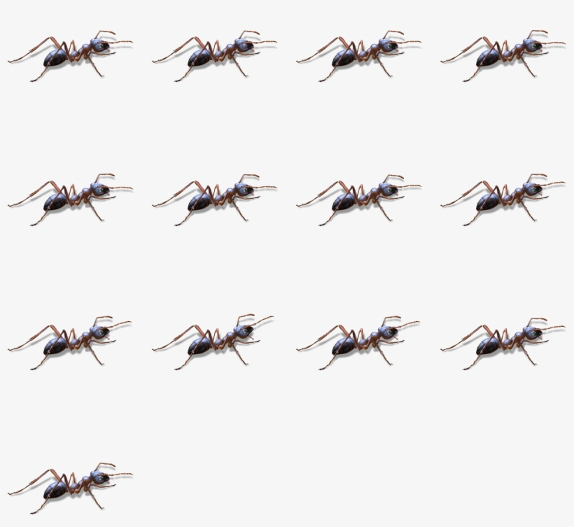 Ant - Flock, transparent png