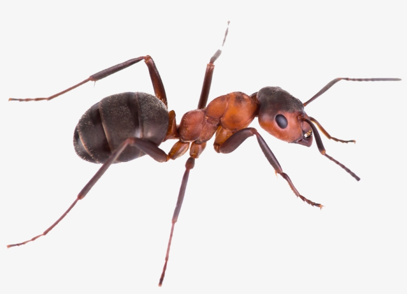 510-ant - Hormiga En Fondo Blanco, transparent png