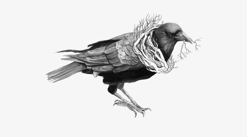 Image Free Common Raven Bird Crow Transprent Png Free - Bird Drawings Crows, transparent png