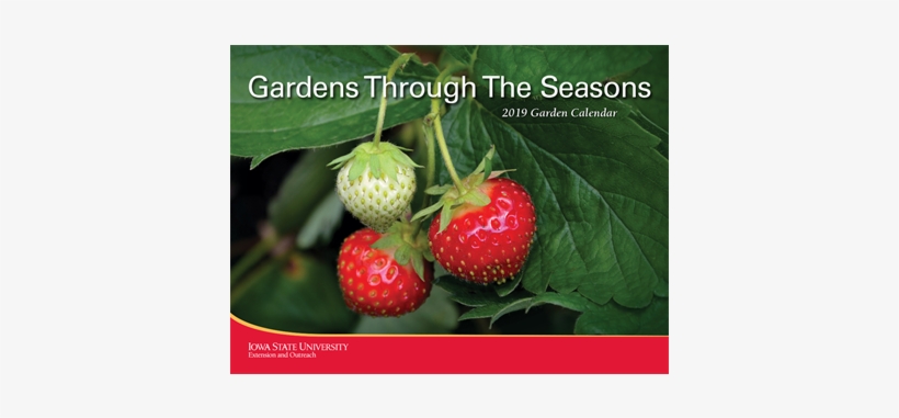 Hort - Strawberries Postcards (package Of 8), transparent png