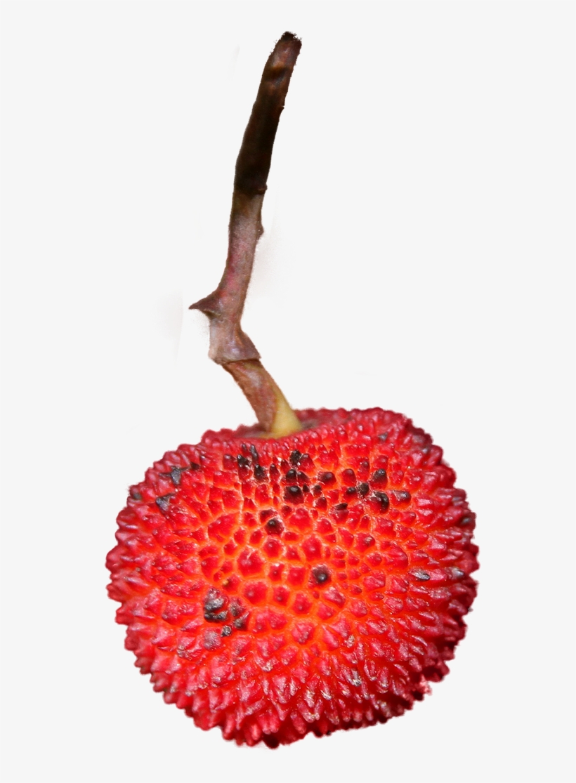 Strawberry Isolated Fruit - Fruit, transparent png