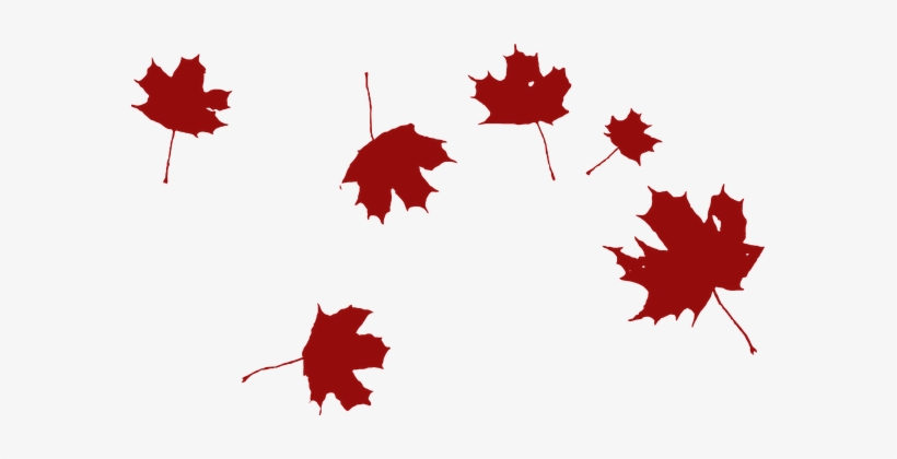 Maple Falling Wind Red Leaves Nature Autum - Grape Leaf Clip Art, transparent png