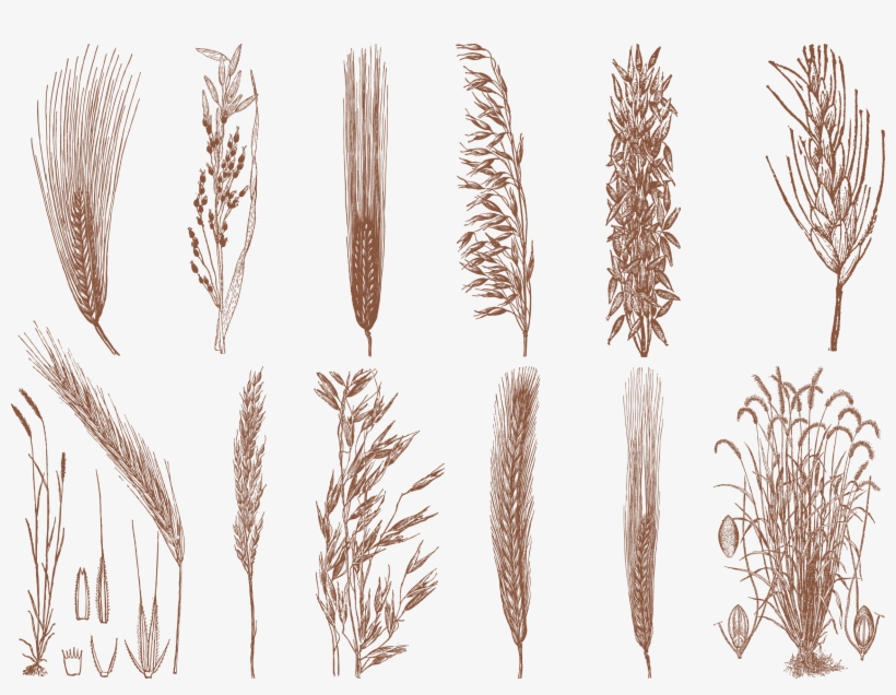 Drawing Cereal Grain - Rice, transparent png