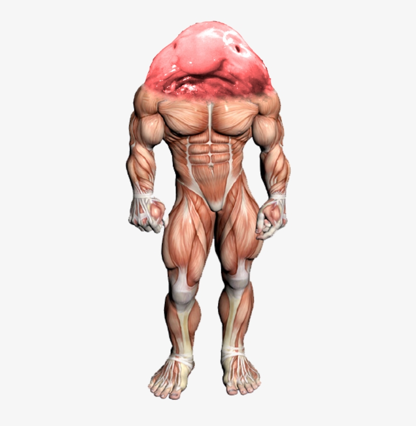 A Speculative 3d Model Of The Titan - Neck Muscle Exercises, transparent png