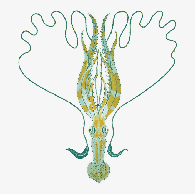 Mb Image/png - Cuttlefishes, transparent png