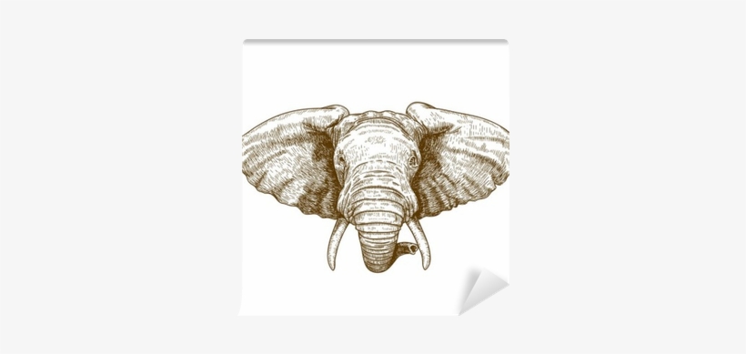 Vector Illustration Of Engraving Elephant Head Wall - Elephant Head, transparent png
