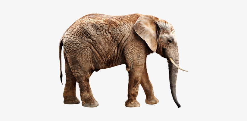 African Elephant Head Animals E Elephant - Twisted Envy Get Out Of My Way Elephant Novelty Mug, transparent png