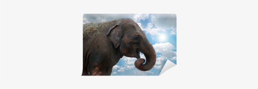 Stock Photography, transparent png