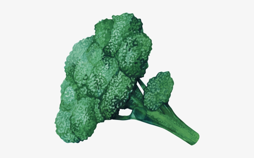 Broccoli - Learning, transparent png