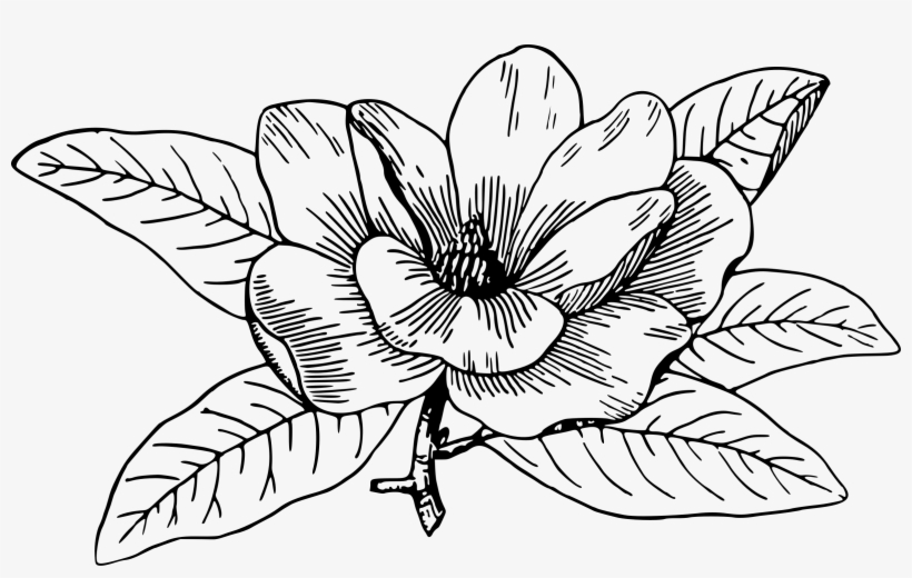 Magnolia Icons Png - Black And White Magnolia Clipart, transparent png