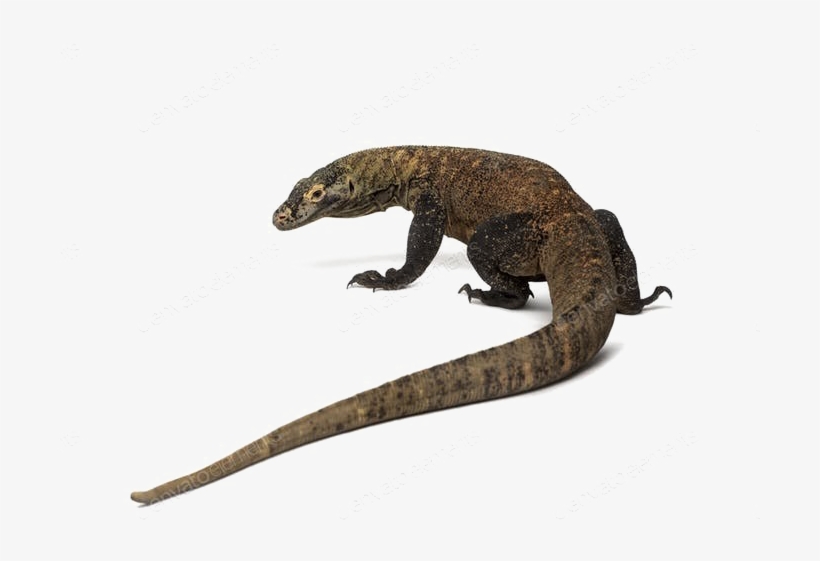 Komodo Dragon Png Photos - Lomodo Png, transparent png