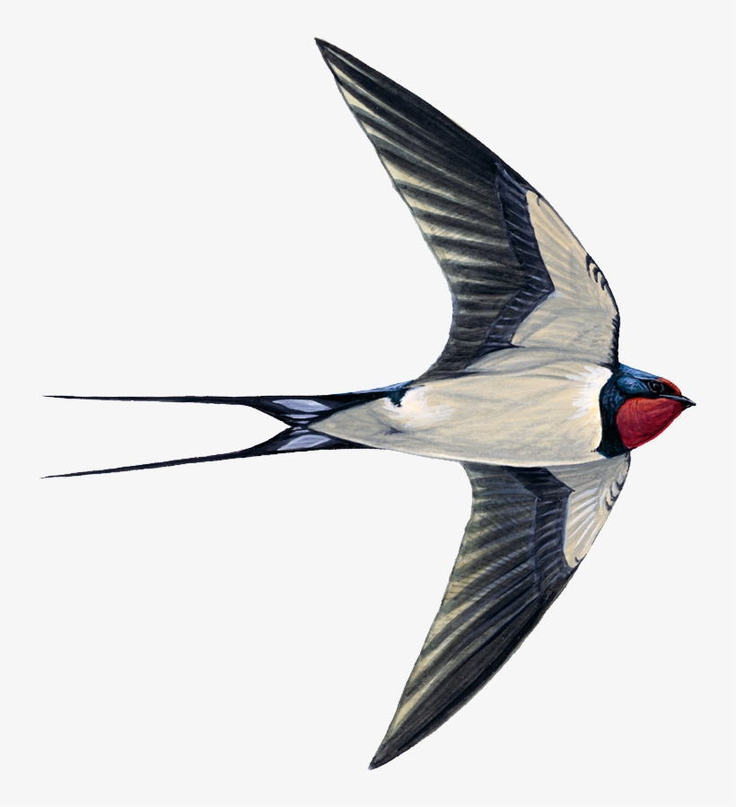 Swift Bird, transparent png