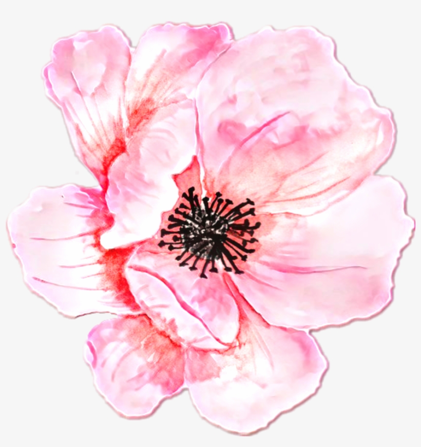 Fiore Watercolor Pink @roxxoblog - Clip Art, transparent png