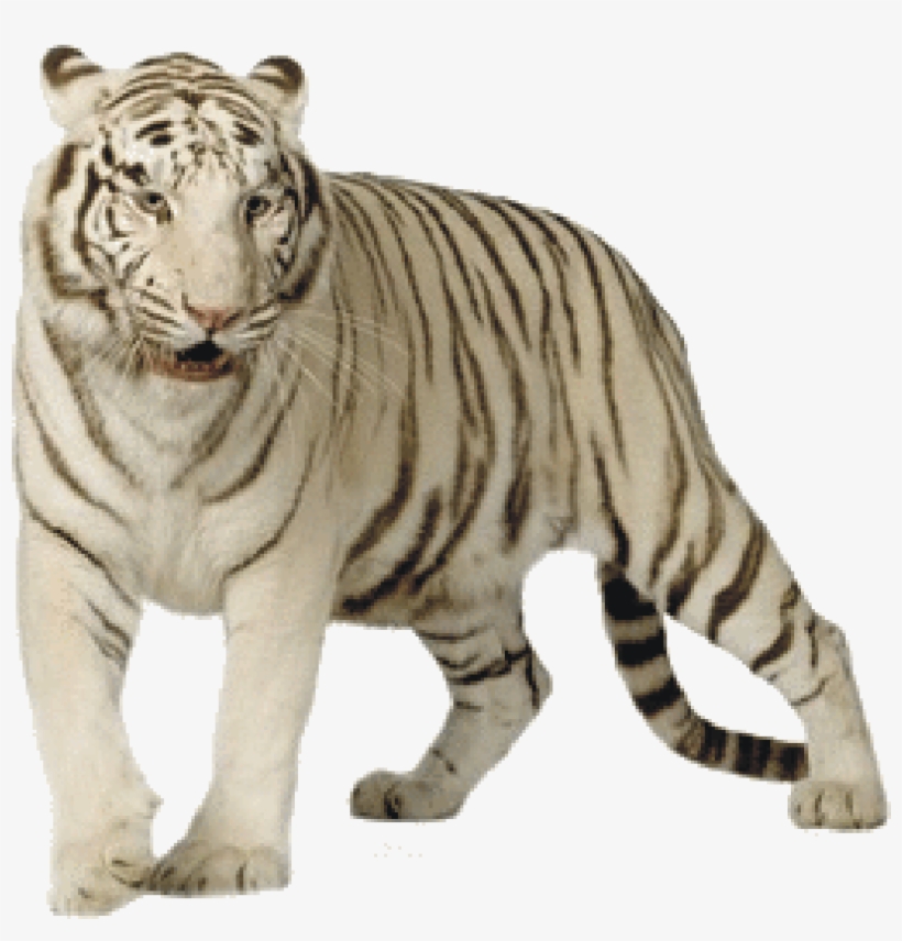 White Tiger - White Tiger Png, transparent png