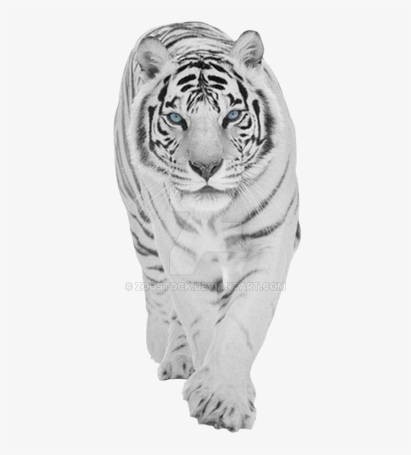 Vector Freeuse Download On A By Zoostock Deviantart - White Tiger Transparent Background, transparent png