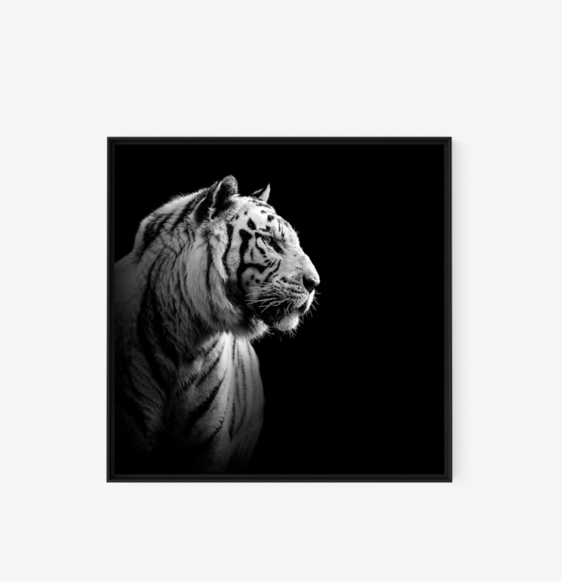 Photo The White Tiger - Just Because I Walk Alone Doesnt Mean Im Lost, transparent png