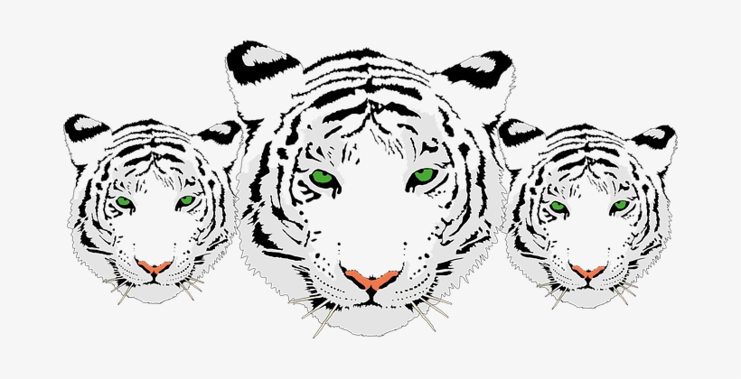 Tiger Head White Bengal Tiger India Carniv - 3 White Tiger Png, transparent png