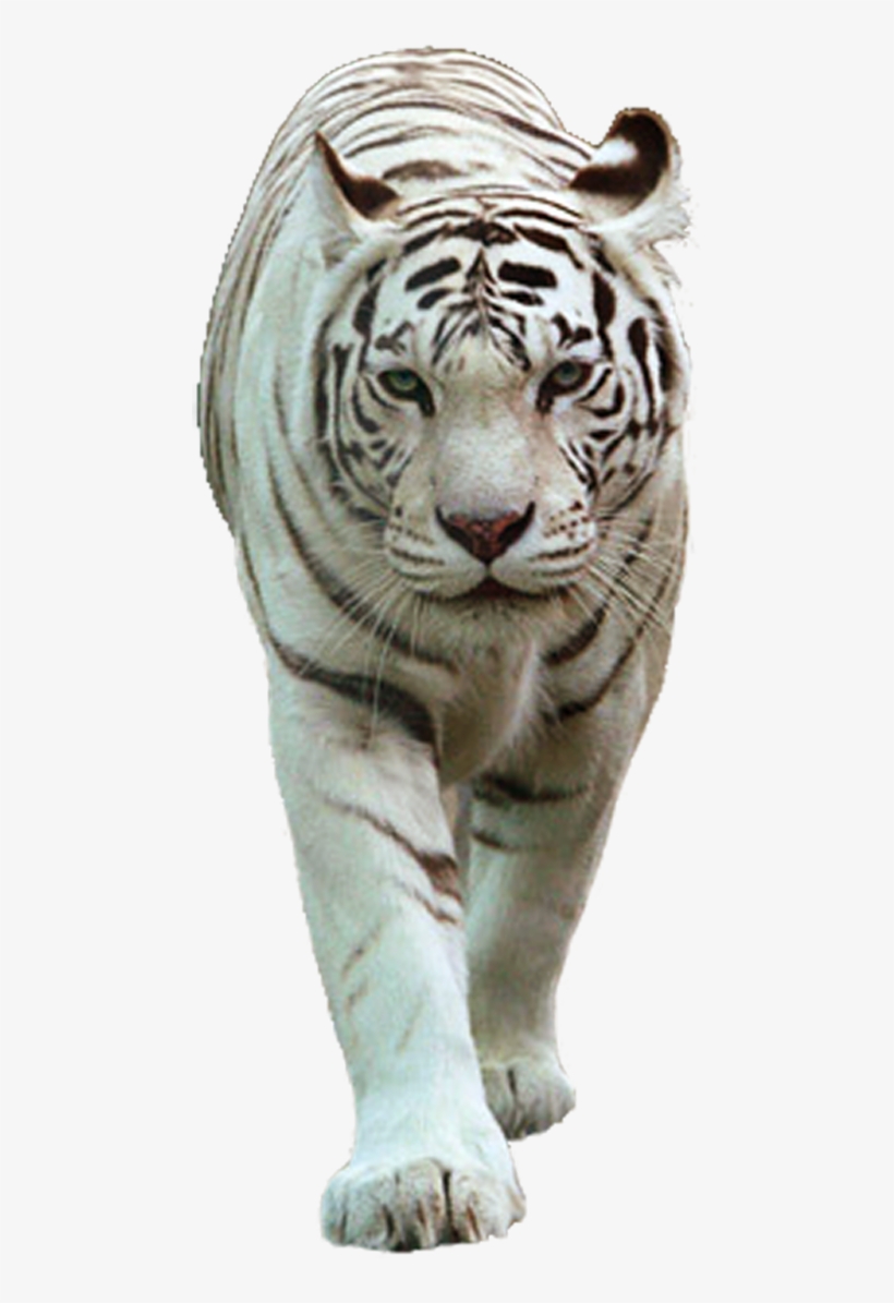 White Tiger Png - White Tiger Images Png, transparent png