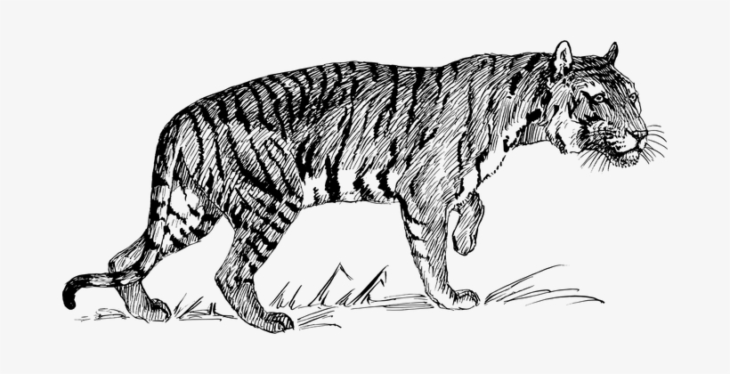 Tiger Animal Biology Feline Mammal Zoology - Line Drawings Of Tigers, transparent png
