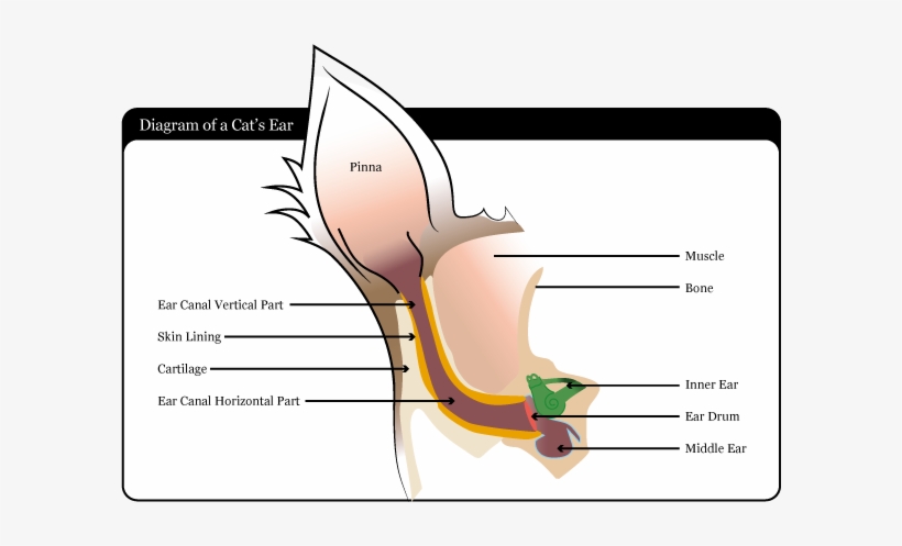 Ear, transparent png