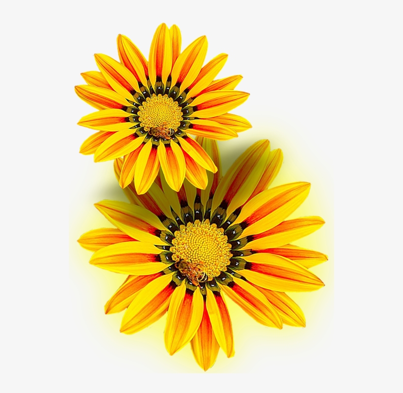 Yellow Flower, Yellow, Png, Isolated - Yellow I Flowers Png, transparent png