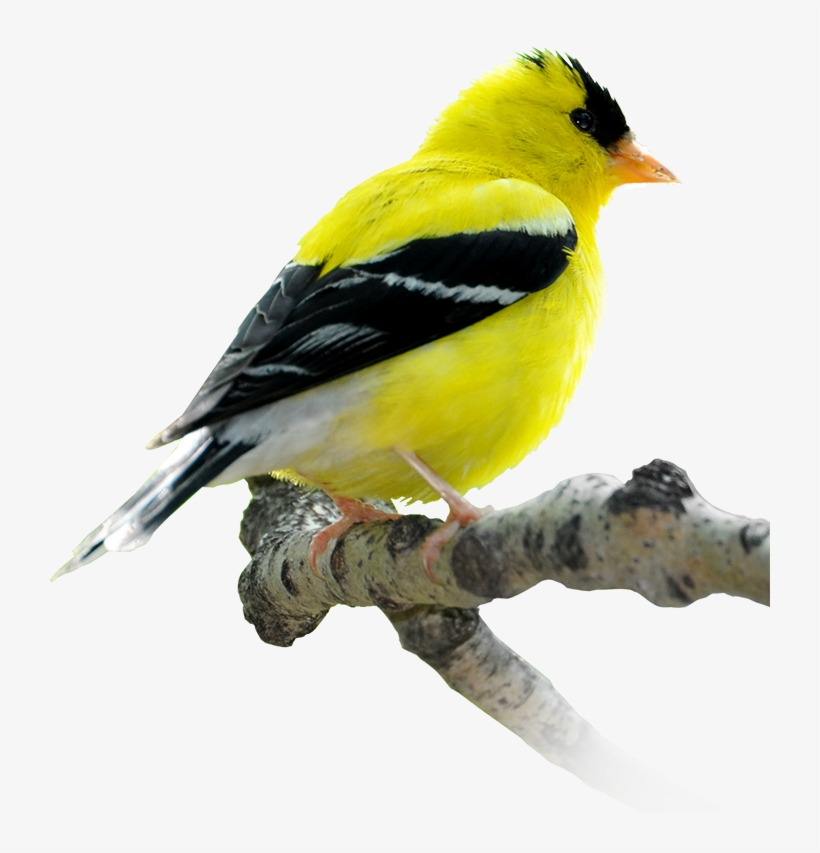 Fortwhyte Alive Is A Site Along Manitoba's International - Winnipeg