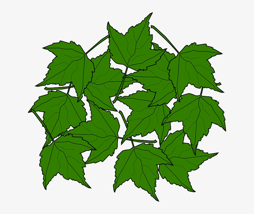 Maple, Fall, Leaves, Nature, Autumn, Foliage, Greenery - Green Maple Leaves Clipart, transparent png